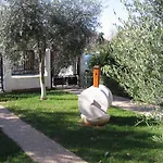 Matohanac Fazana